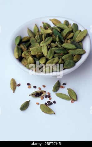 Cardamom (Elettaria cardamomum) in shell, seed capsules, seed capsule Stock Photo