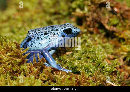 Blue poison dart frog Dendrobates azureus Stock Photo