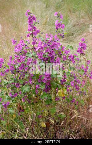 Mauritanian mallow (Malva sylvestris mauritiana), garden mallow, Algiers mallow Stock Photo