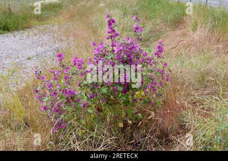 Mauritanian mallow (Malva sylvestris mauritiana), garden mallow, Algiers mallow Stock Photo