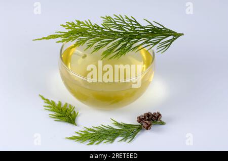 Thuja occidentalis (Thuja occidentalis), Cup of Thuja Tea, Common Thuja  Stock Photo - Alamy