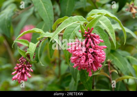 Red hammerbush (Cestrum elegans) Stock Photo