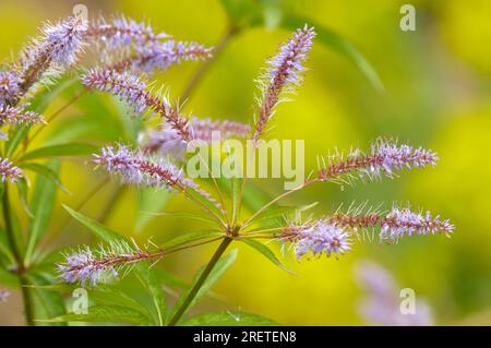 Virginian Speedwell (Veronica virginica) Stock Photo