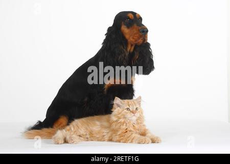 English Cocker Spaniel, black-and-tan, and Persian cat, kitten, English Cocker Spaniel Stock Photo