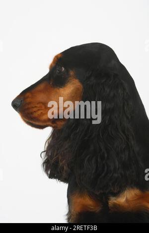 English Cocker Spaniel, black-and-tan, English Cocker Spaniel, lateral, profile Stock Photo