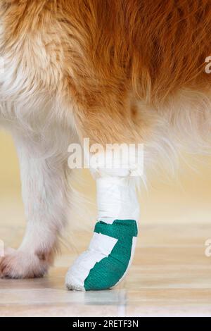 Mixed breed dog, Bandaged paw, Bandaged, Injured, Paw bandage Stock Photo