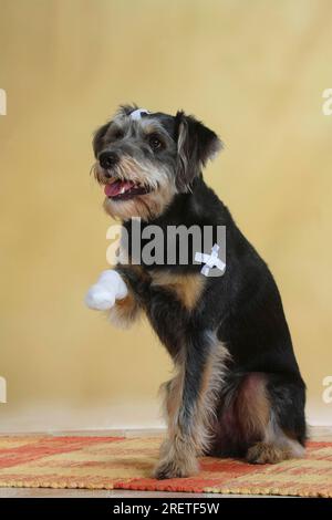 Mixed breed dog with plaster and bandaged paw, bandaged, injured, releasable Stock Photo