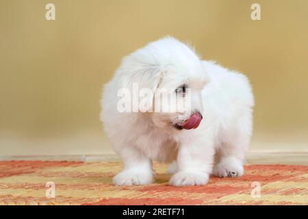 Coton de Tulear, puppy, 8 weeks Stock Photo