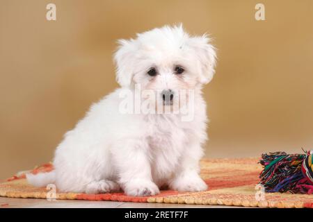 Coton de Tulear, puppy, 8 weeks Stock Photo