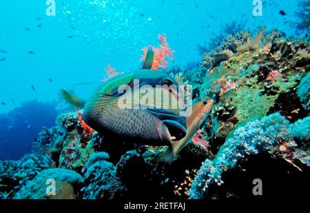 Titan triggerfish (Balistoides viridescens), Titan triggerfish, Egypt Stock Photo