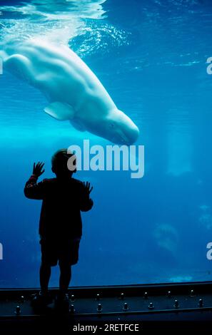 Child watching beluga (Delphinapterus leucas), Sea World, San Diego, California, beluga whale, white whale, USA Stock Photo