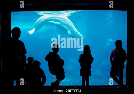 Tourists watching beluga (Delphinapterus leucas), Sea World, San Diego, California, beluga whale, white whale, USA Stock Photo