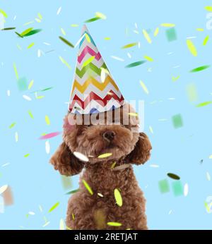 Cute Maltipoo dog in party hat under falling confetti on light blue background Stock Photo