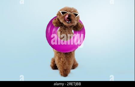 Cute Maltipoo dog with stylish sunglasses and swim ring on light blue background Stock Photo