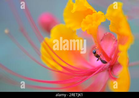 Ant in a peacock flower (Caesalpinia pulcherrima), Galveston, Texas, USA. Stock Photo