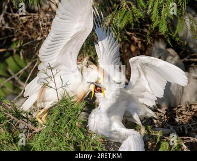 Cattle egret (Bubulcus ibis) feeding chicks, Houston area, Texas, USA. Stock Photo