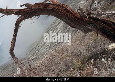 Tree trunk on slopes of crater with steam in background, Mount Ijen, East Java, Indonesia Stock Photo