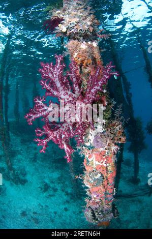 Glomerate Tree Coral, Spongodes sp., on pier pylon, Arborek Jetty, Dampier Strait, Raja Ampat, West Papua, Indonesia Stock Photo