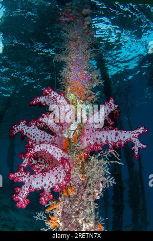 Glomerate Tree Coral, Spongodes sp., on pier pylon, Arborek Jetty, Dampier Strait, Raja Ampat, West Papua, Indonesia Stock Photo