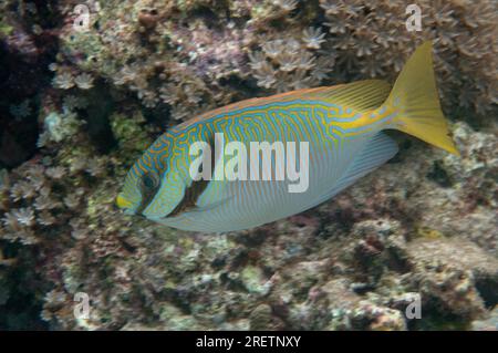 Barred Rabbitfish (Siganus doliatus) Actinopterygii Stock Photo - Alamy