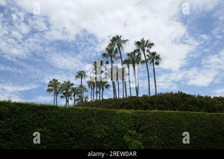 TOMMY DORSEY US bandleader Stock Photo - Alamy