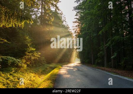 Last rays of sun shining through trees onto a lonely forest road Stock Photo