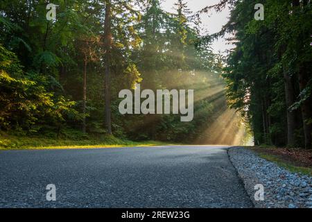 Last rays of sun shining through trees onto a lonely forest road Stock Photo