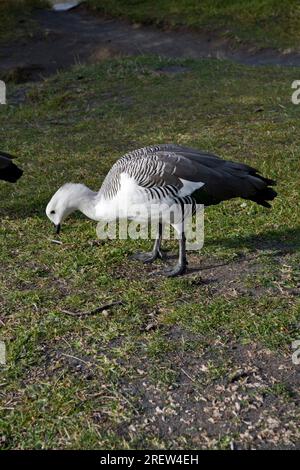Male Upland goose (in Chile) or Magellan goose (in Argentina); Chloephaga picta Stock Photo