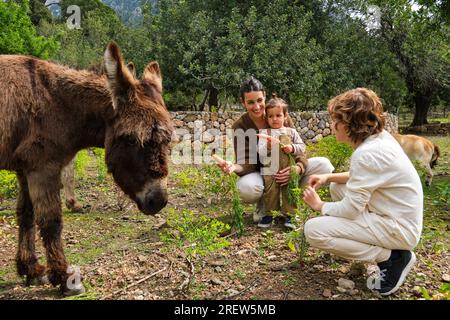 Full body smiling ethnic mother with children in casual clothes feeding adorable domestic donkeys with sweet carrots while hunkering down on grassy la Stock Photo