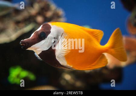 Through glass view of spinefoot with colorful fins and brown mouth swimming in transparent aqua in oceanarium Stock Photo