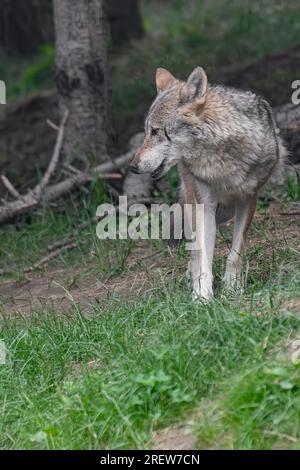 Wild Alps, the Italian wolf (Canis lupus italicus) Stock Photo