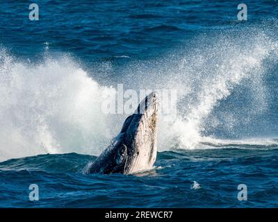 Humpback whale, Megaptera novaeangliae, calf breaching with mom breaching behind Stock Photo