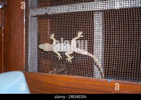 Captivating Moon Lizard, an Asian house gecko, crawls on an Indian household window in Uttarakhand, India. Stock Photo