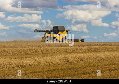 Huggate, East Yorkshire, UK. July 29 2023. Harvest time in the Yorkshire Wolds, UK, when the crops are ripened and gold.  Combine harvester out workin Stock Photo
