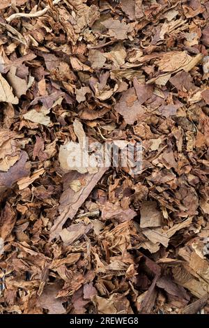 tobacco from a crumbling cigarette on the board, dangerous tobacco from cigarettes, tobacco from cigarettes causing nicotine addiction Stock Photo