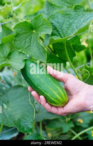 Picking cucumber from the garden. Woman hand harvesting cucumber. Selective focus. Cucumbers harvest in summer. Summer vegetables. Stock Photo