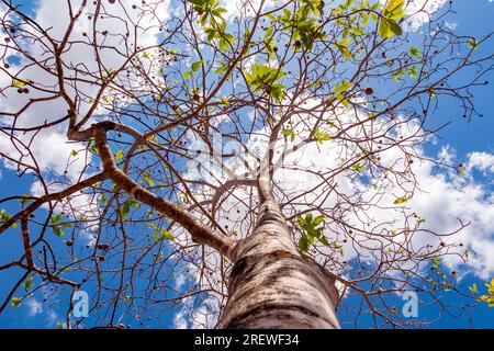 Jenipapo (Genipa americana), many fruits on the tree with blue sky in the background. Selective focus Stock Photo