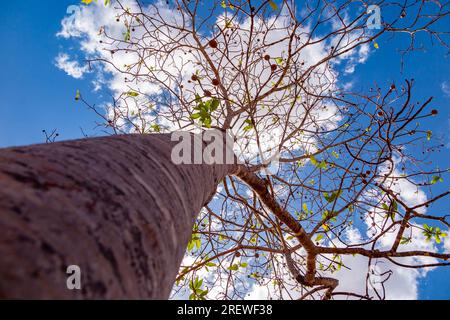 Jenipapo (Genipa americana), many fruits on the tree with blue sky in the background. Selective focus Stock Photo