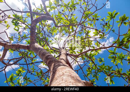 Jenipapo (Genipa americana), many fruits on the tree with blue sky in the background. Selective focus Stock Photo