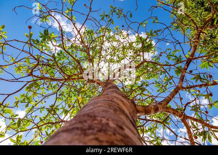 Jenipapo (Genipa americana), many fruits on the tree with blue sky in the background. Selective focus Stock Photo