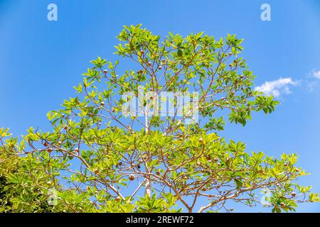Jenipapo (Genipa americana), many fruits on the tree with blue sky in the background. Selective focus Stock Photo