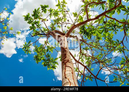 Jenipapo (Genipa americana), many fruits on the tree with blue sky in the background. Selective focus Stock Photo