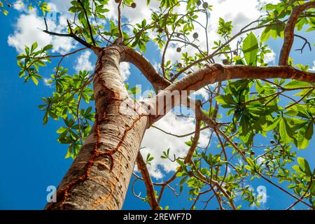 Jenipapo (Genipa americana), many fruits on the tree with blue sky in the background. Selective focus Stock Photo