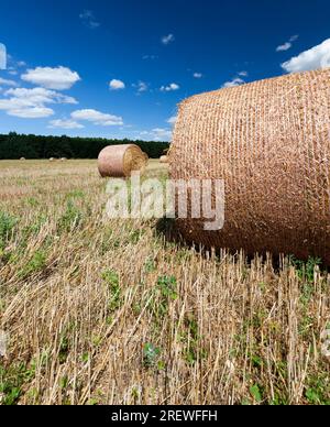 agricultural field with haystacks after harvesting rye, from rye there were Golden haystacks of prickly straw, haystacks of rye straw, closeup Stock Photo