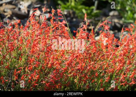 Beardtongues, Clumps of Penstemon pinifolius, Red, Rockery, Plants, Garden, Flowers Stock Photo