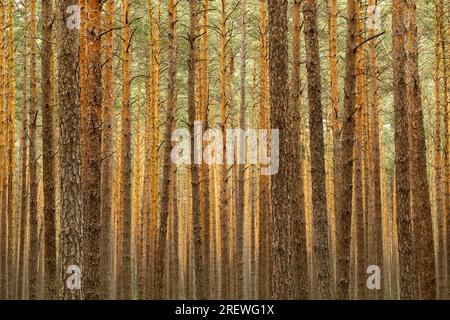 Forest background, pine forest. Coniferous forest with pine trees. Pine forest background, nature wallpaper. Forest stock photo Stock Photo