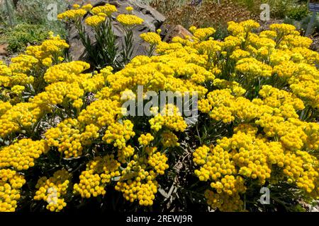 Yellow, Perennial, Small, Plant, Rockery, Alpine, Plants Helichrysum italicum Stock Photo