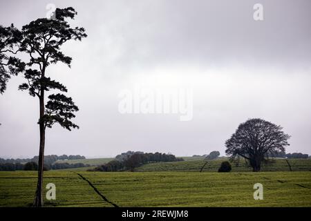 Kiambu County Limuru Central Province Thika Tea Leaves Farm Farming Kenya Landscape Large scale field vegetations plants meadows green highway road ep Stock Photo