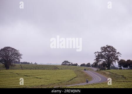 Kiambu County Limuru Central Province Thika Tea Leaves Farm Farming Kenya Landscape Large scale field vegetations plants meadows green highway road ep Stock Photo