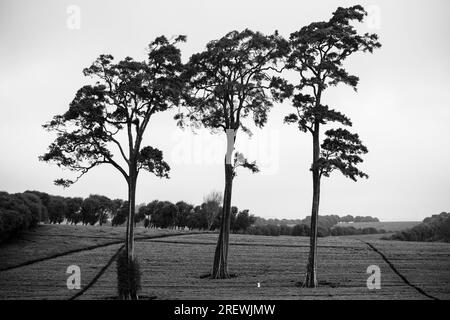 Kiambu County Limuru Central Province Thika Tea Leaves Farm Farming Kenya Landscape Large scale field vegetations plants meadows green highway road ep Stock Photo